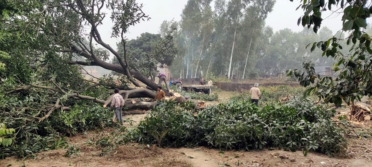 The ax used on the green mango trees for plating