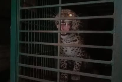 Gwalior: Injured female leopard found from Satau forest, brought to Gwalior zoo for treatment