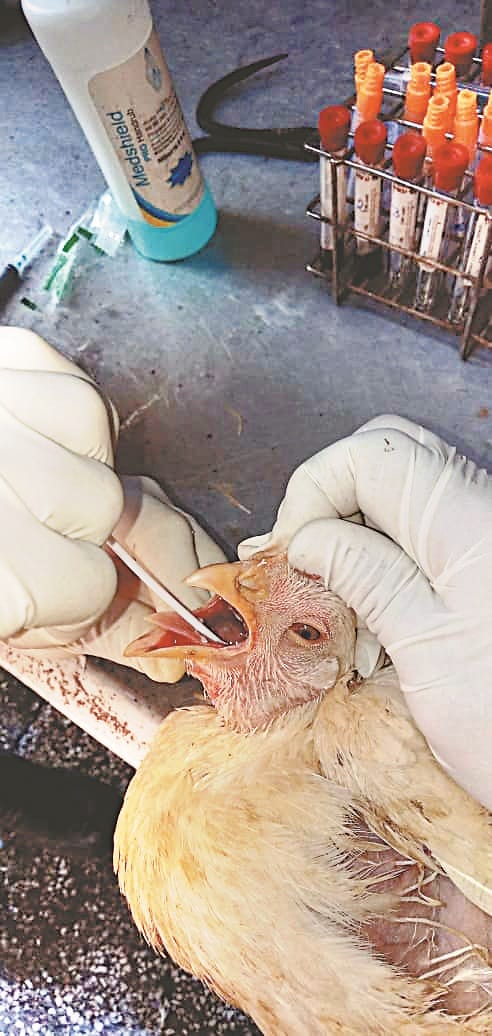 Animal husbandry deptt collects samples for bird flu testinf in Bilaspur
