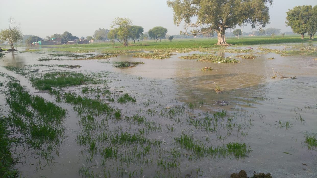 200 bigha crop submerged due to breaking of rajbah