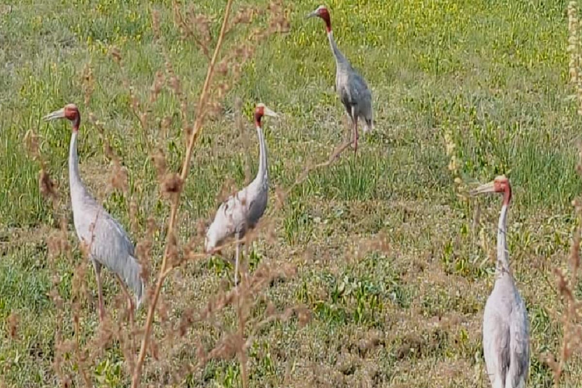 Wildlife: Cranes seen after 20 years in Ghisukheda village of Muzaffarnagar, so special