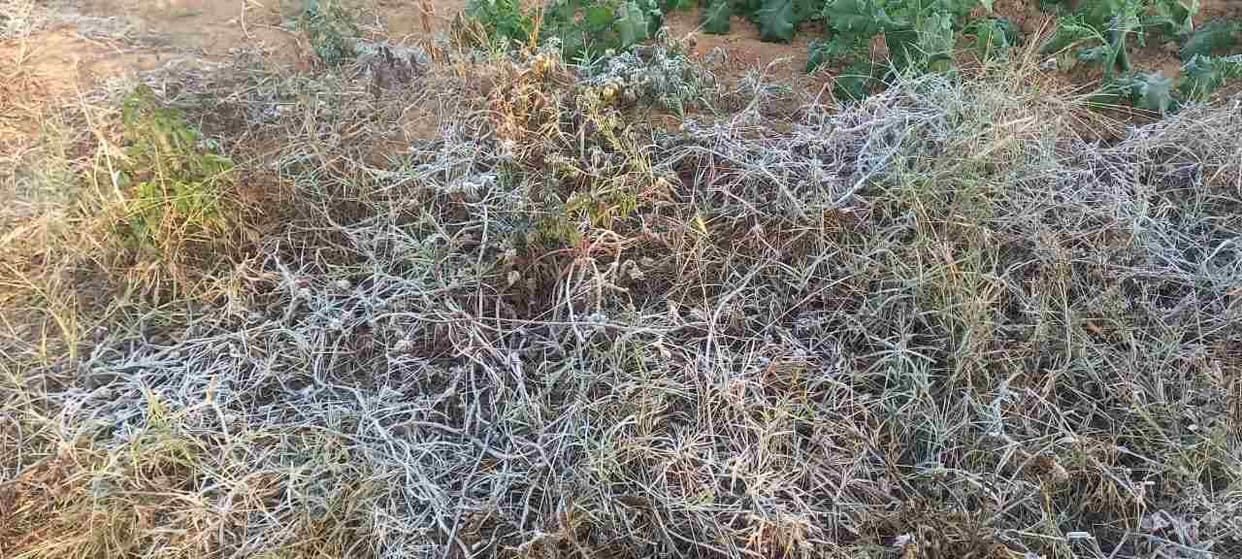 Frost accumulated due to minimum temperature reaching 1.3 degrees, relief can be given from December 23
