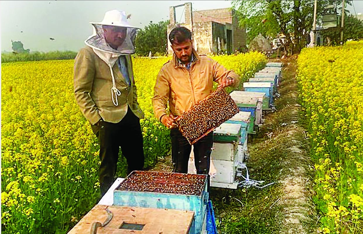 The sweetness of Haryana's honey will increase in the country and abroad