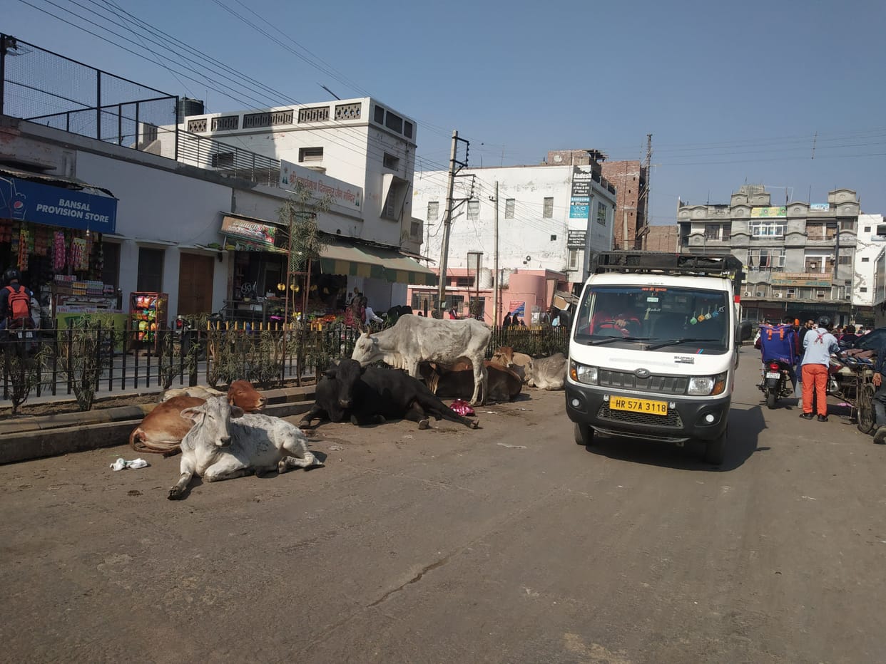 2 thousand stray animals roaming in the city, now tender is open but officials waiting for rate approval