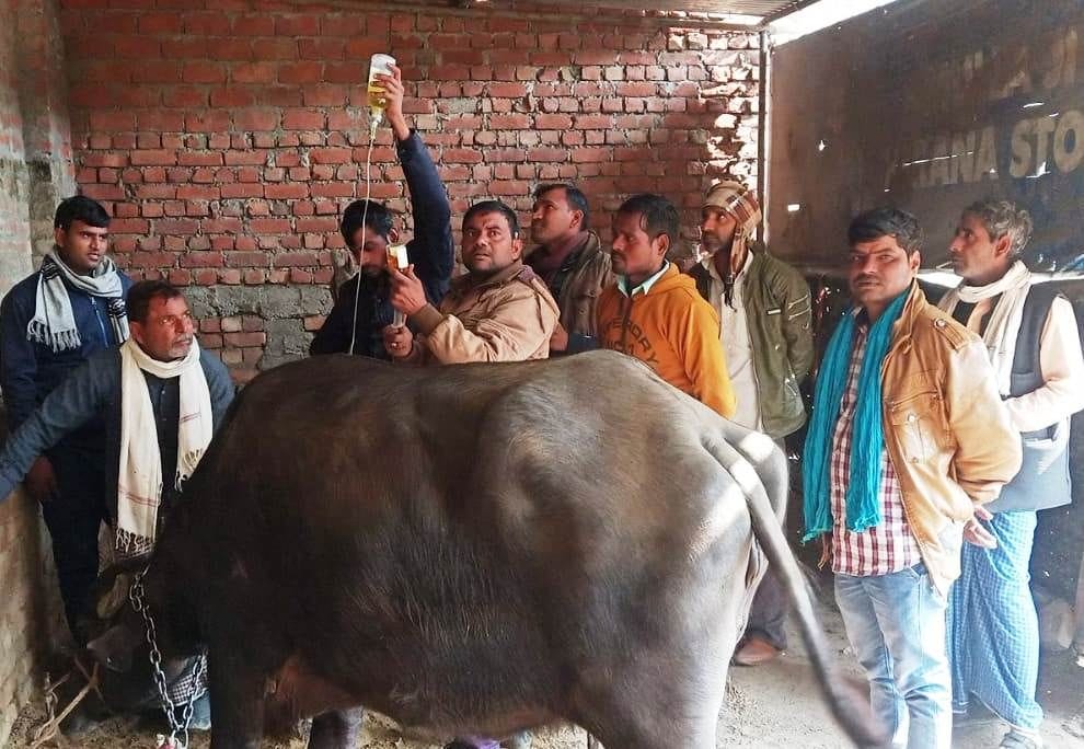 11 more animals died in Nagla Darak and Bhargain