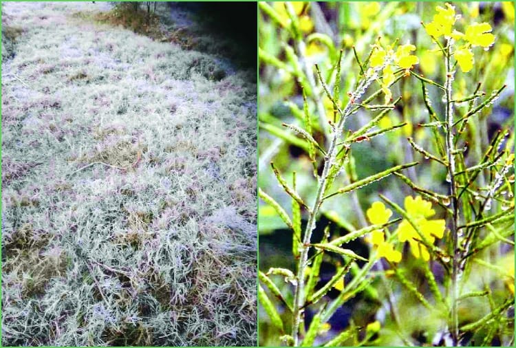 Weather Haryana: Rewari the coldest again in the state for the second consecutive day
