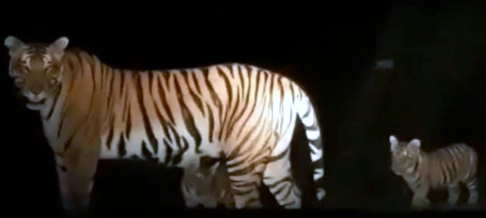 tigress with three cubs