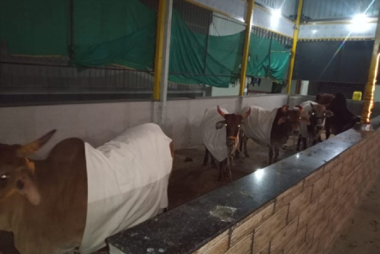 Sehore: To protect the cows from the cold waves, the cows of the Gaushala were dressed in clothes