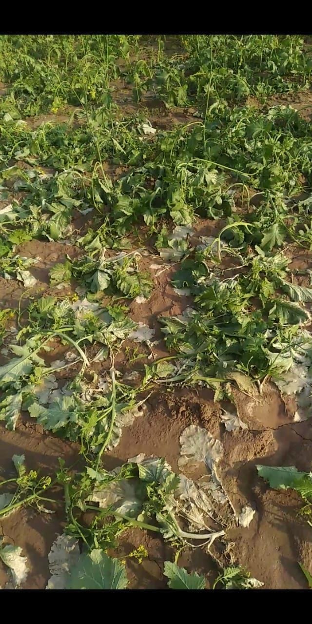 Unknown person put chemical in mustard field, crop damaged
