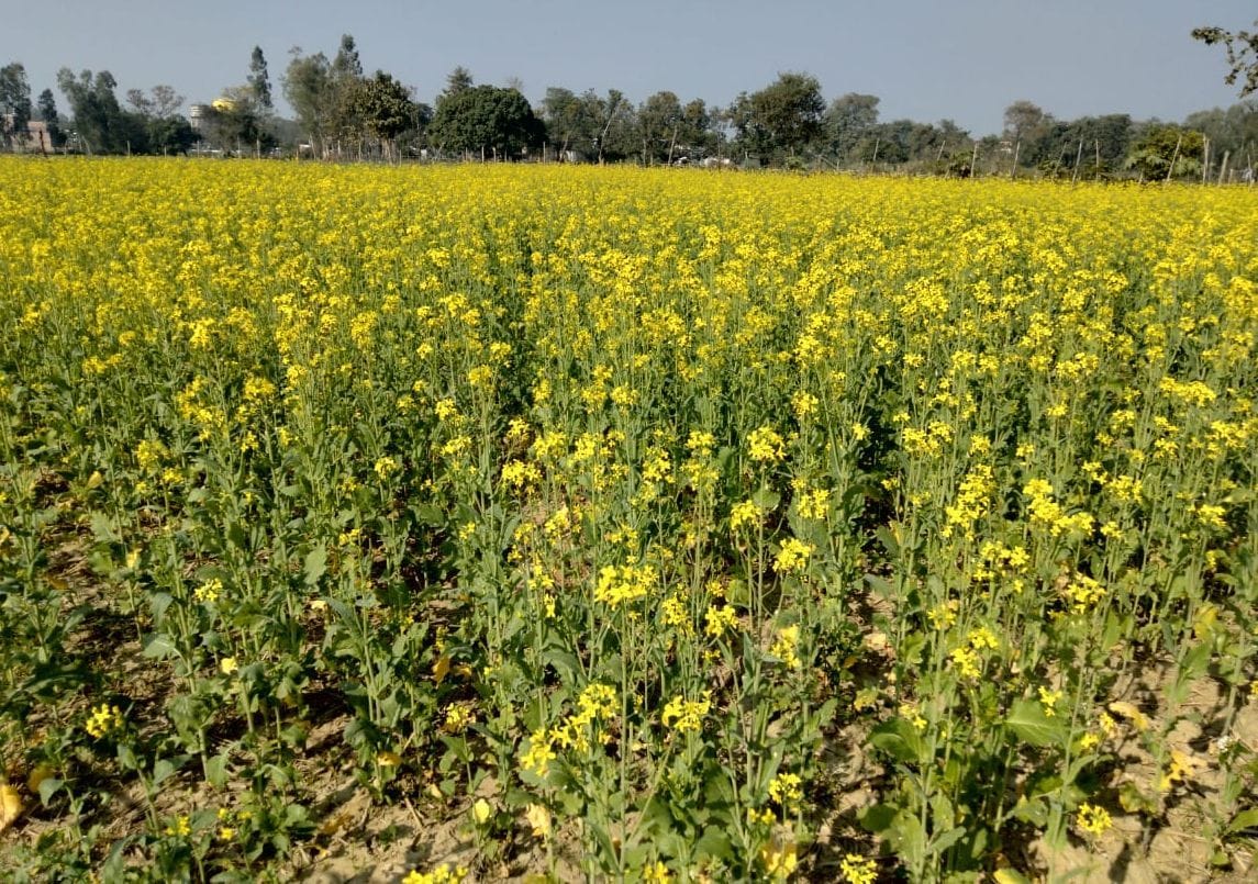 If potato scorched, then mustard increased the risk of mahu
