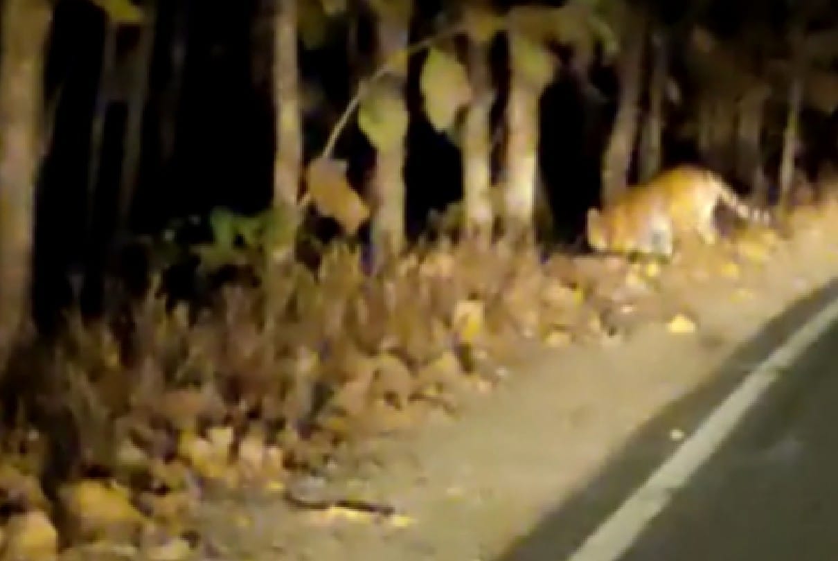 Sehore: Tiger seen in Ratapani sanctuary, panic among villagers after viral video