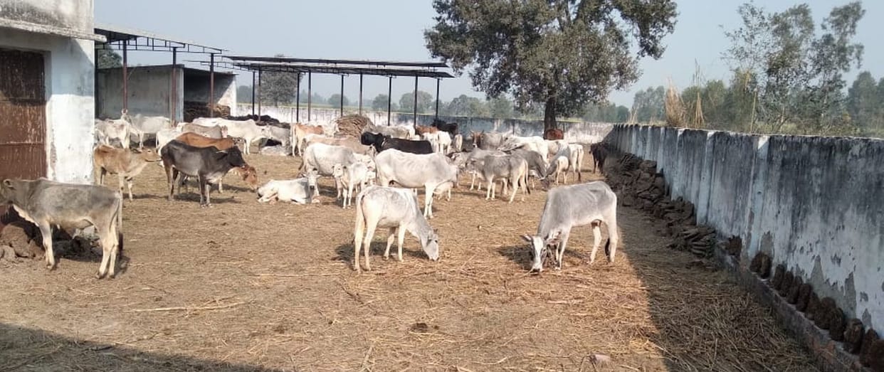 Attempts to stop animals left in school, quarrel with teachers