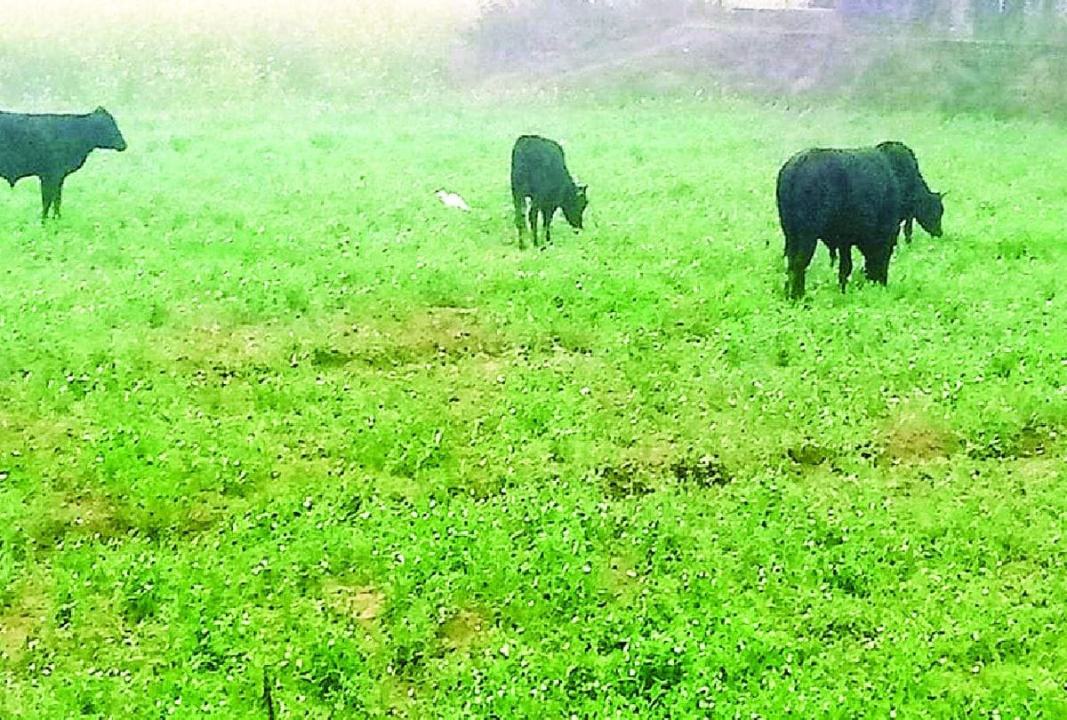 Farmers Protect Crops From Cattles In December Cold Night