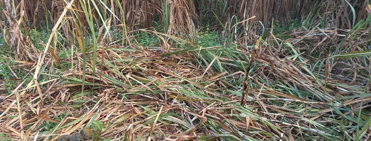 Elephants damage wheat and sugarcane crops