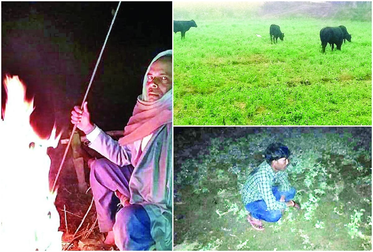 Farmers Protect Crops From Cattles In December Cold Night