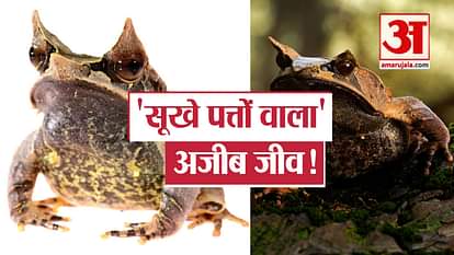 know about frog look a like dry leaves malayan horned frog