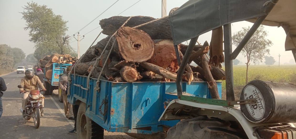 Mathura: Holding three tractors carrying wood from green trees