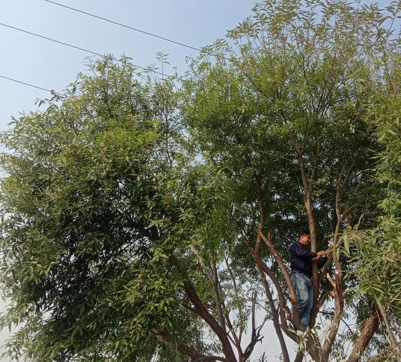bijli