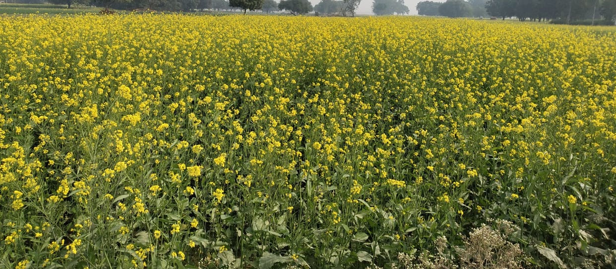 fathepur news,Farmers save crops from frost by using smoke and light irrigation