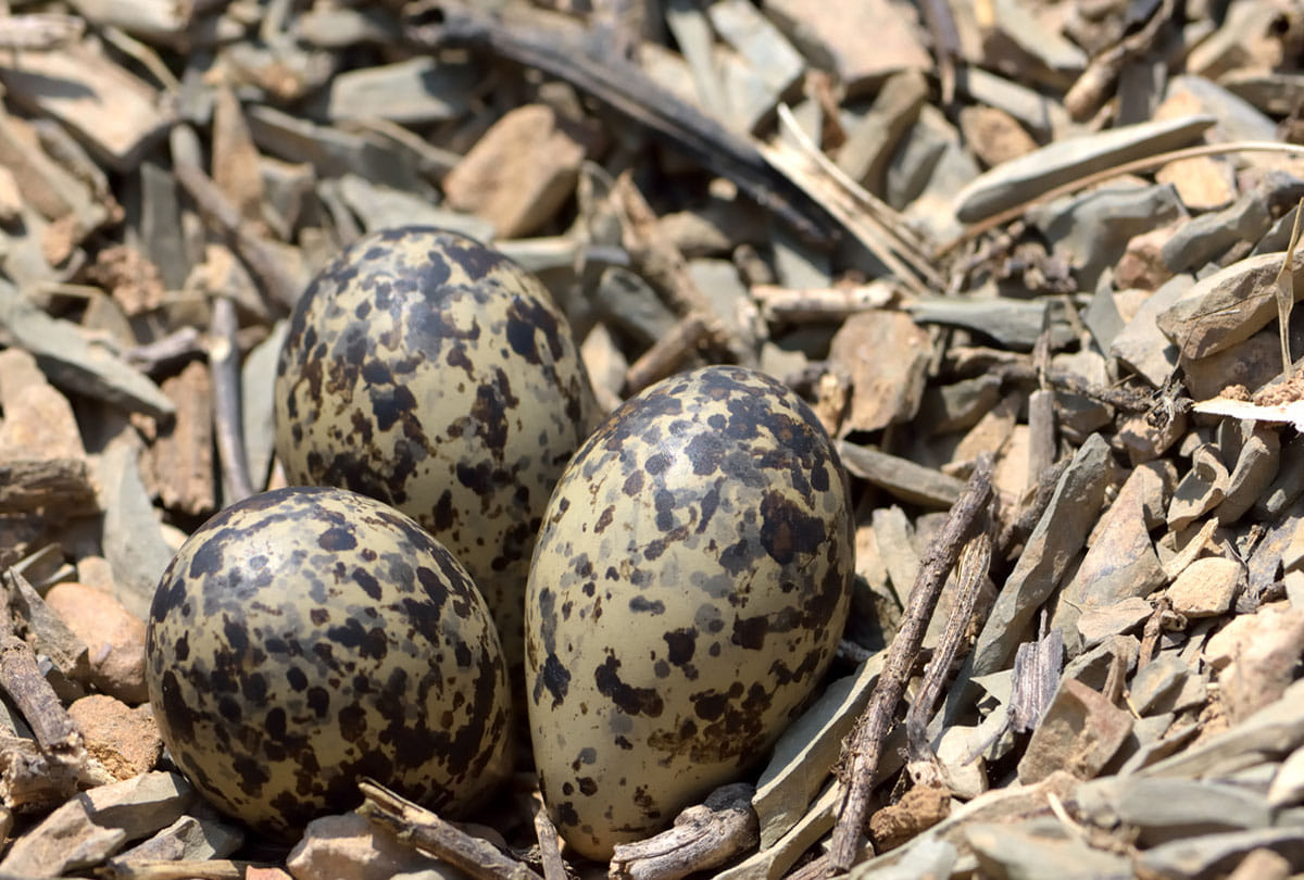 perfectly preserved rare baby dinosaur egg discovered in china who 72 to 66 million years old