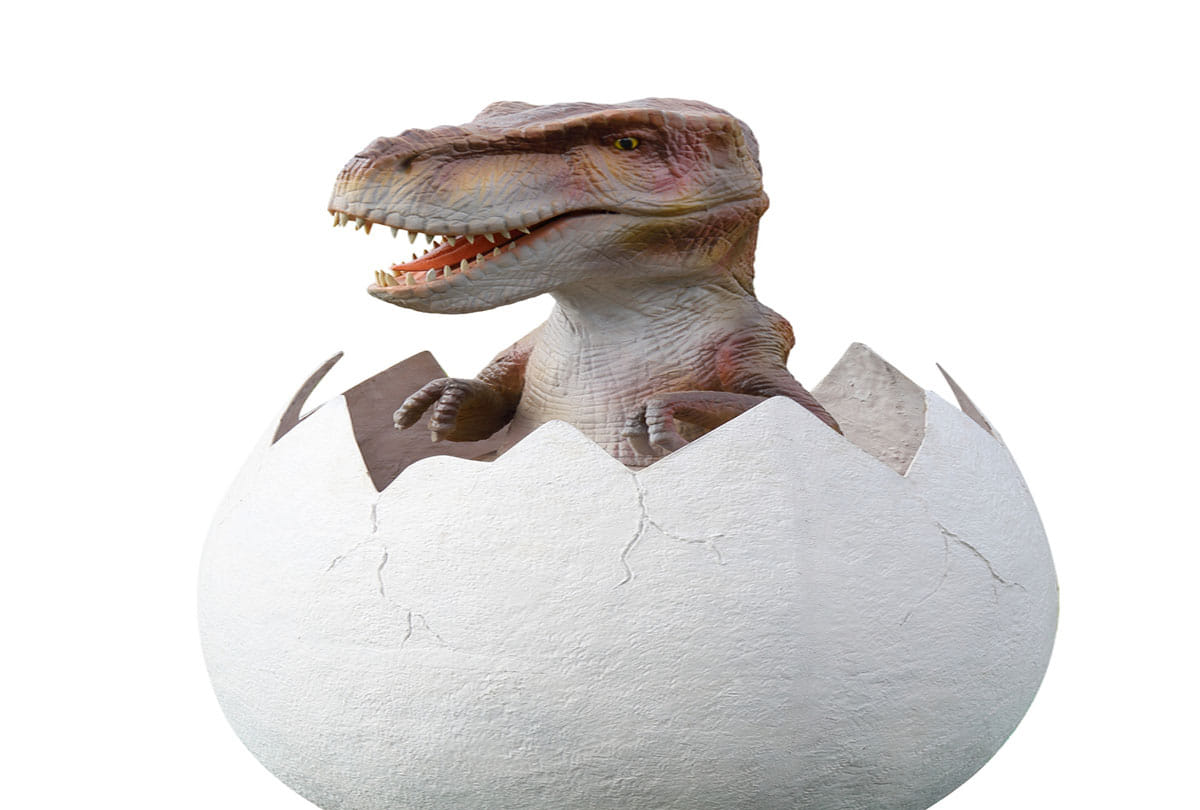 perfectly preserved rare baby dinosaur egg discovered in china who 72 to 66 million years old