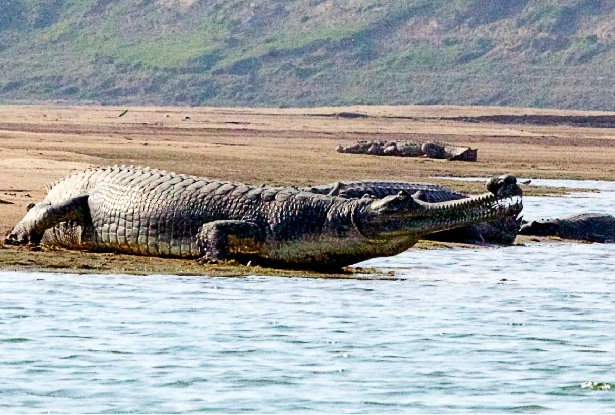 Agra News Number of alligators increasing in Chambal river