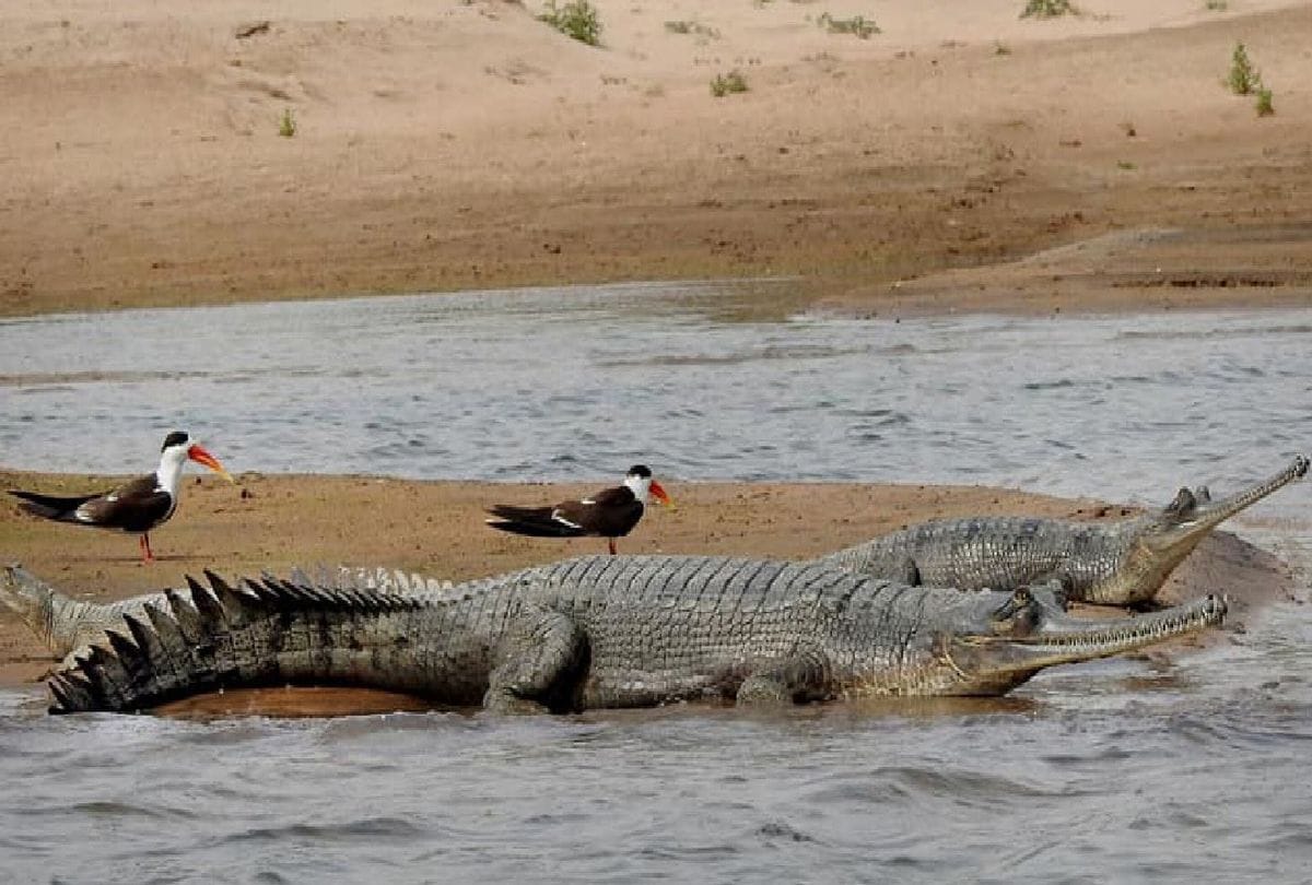 Agra News Number of alligators increasing in Chambal river