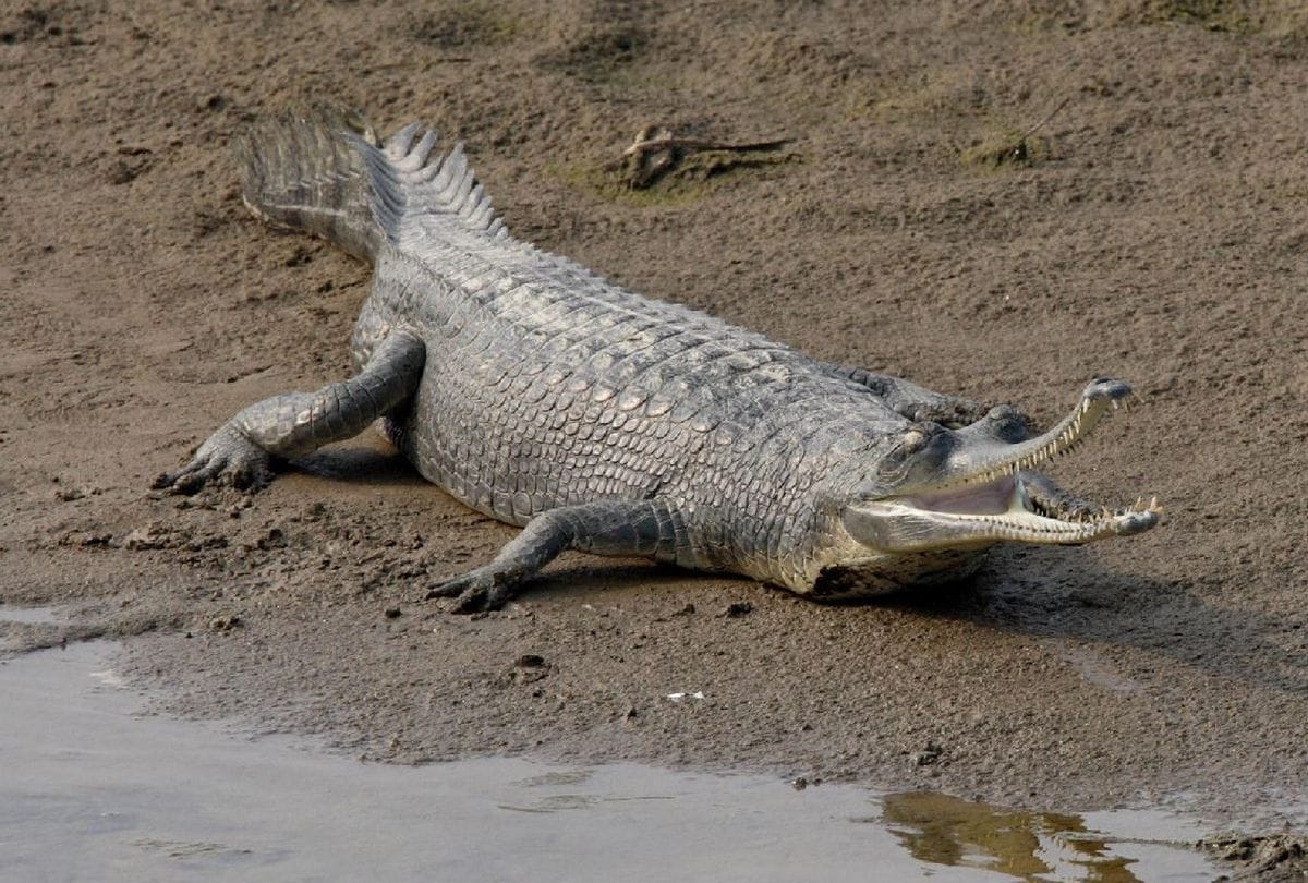 Agra News Number of alligators increasing in Chambal river