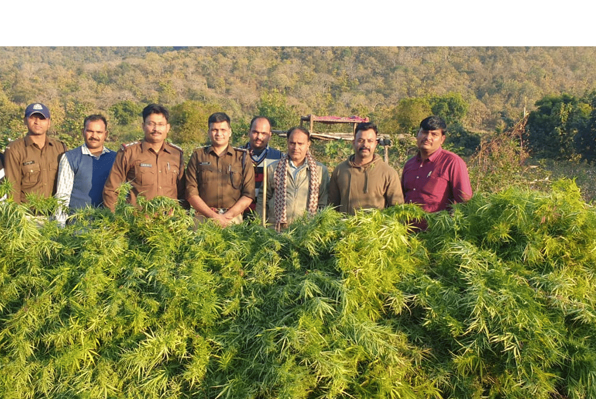 Indore: Ganja was being grown in the cotton field, the police were also surprised to see the ganja ... seized more than three quintals of hemp worth thirty lakh rupees