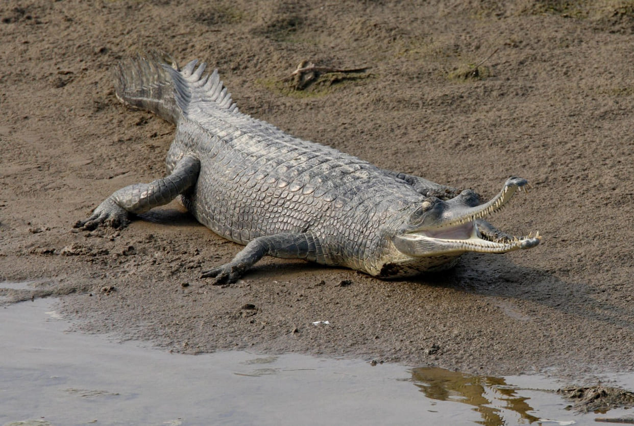 The clan of alligators growing in Chambal