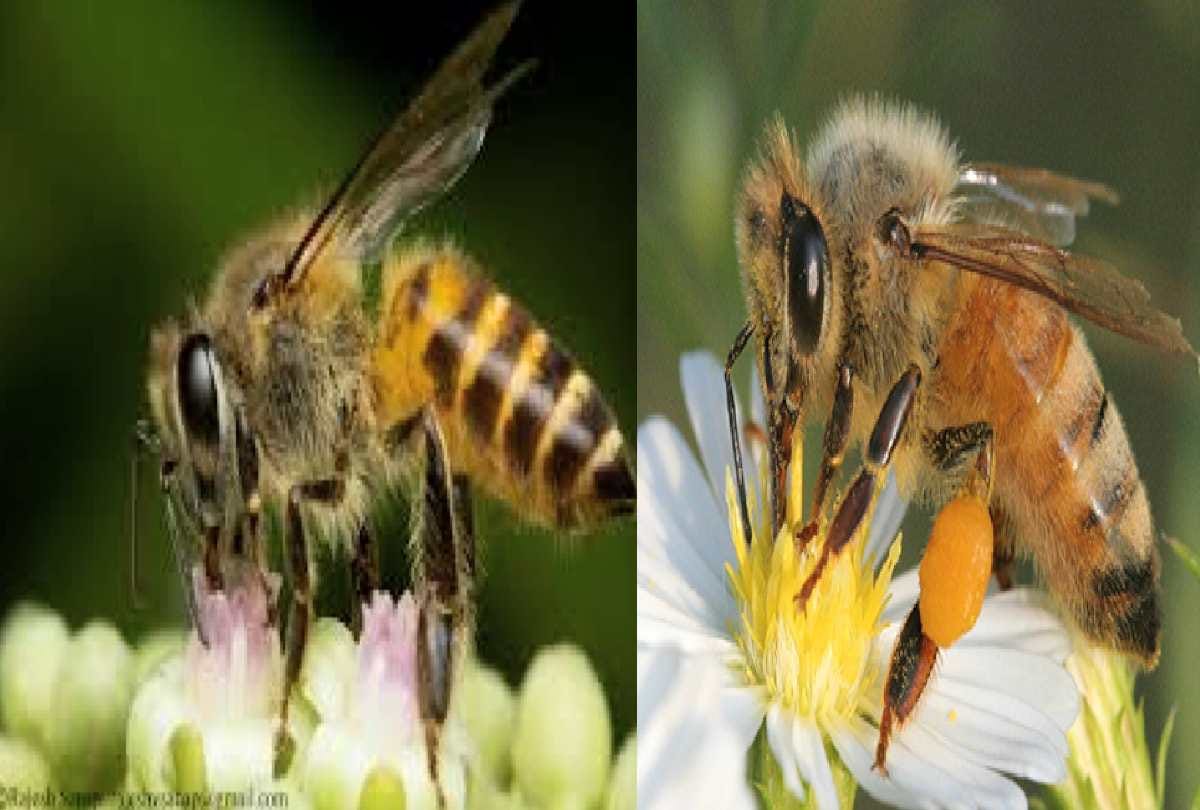 Meerut: honey bees also leave a bag of poison in human body,many injured during puja