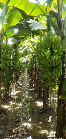 Farmers making profit from fruit production