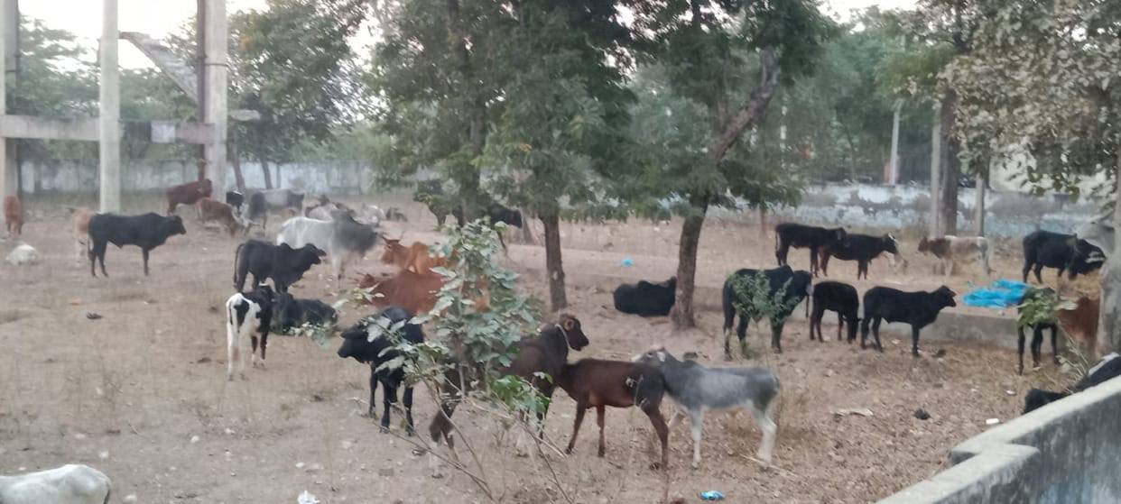 Farmers closed the nomadic animals in the water tank premises