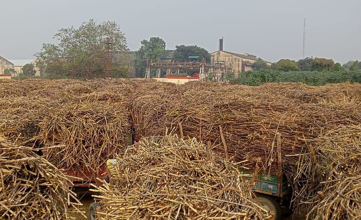 sugar cane