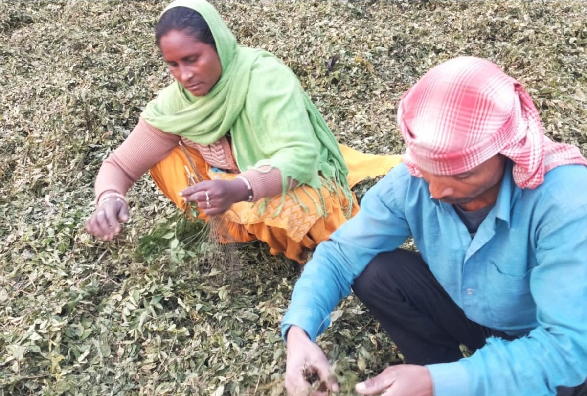 himachal pradesh first Herbal Mandi started bicchu booti prie at 40 rupee per kilogram