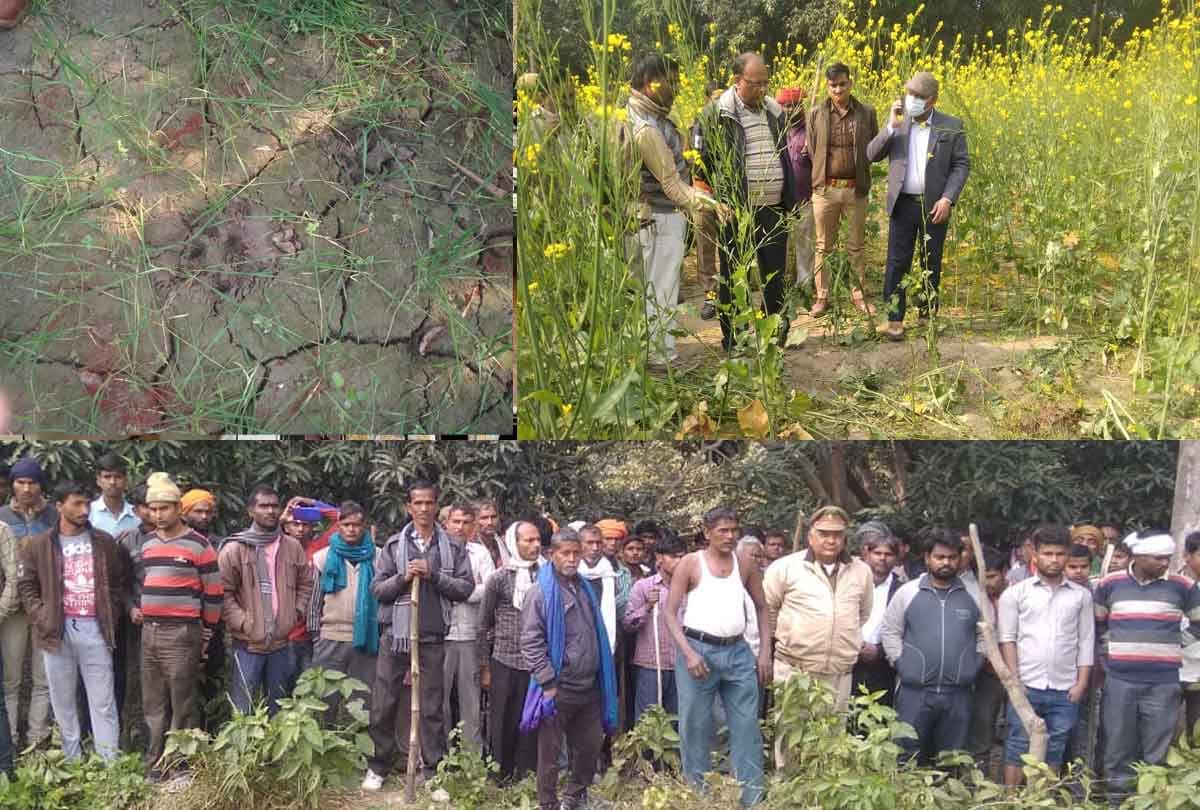 UP: Farmer dies due to tiger attack in Unnao, forest department confirms, six teams are involved in catching