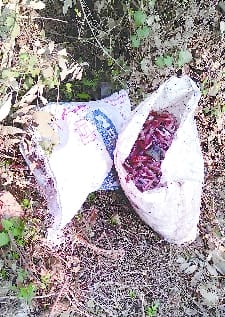 The medical waste found at the scrap shop was not destroyed, but kept in bags.