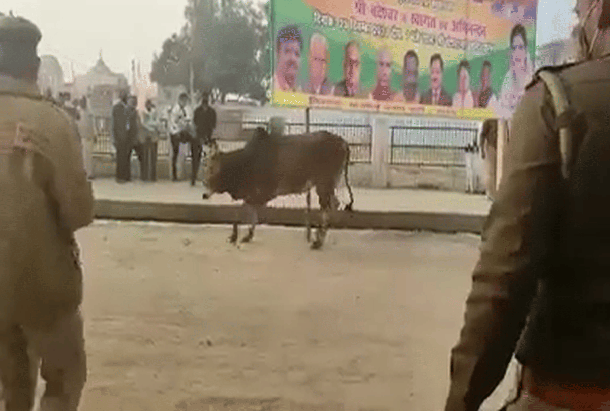 bull reached the barricading of the meeting place of CM Yogi in Agra