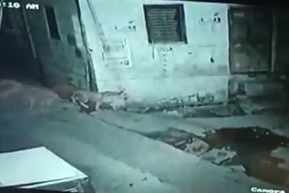 Leopard in Chhatarpur: Leopard has been roaming in the city for two days, forest department team still empty handed, panic among people