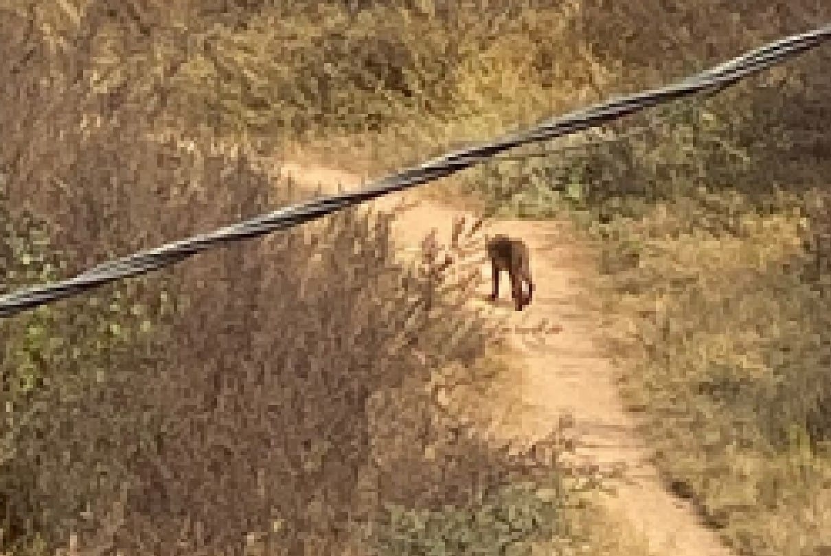 Leopard in Chhatarpur: Leopard has been roaming in the city for two days, forest department team still empty handed, panic among people