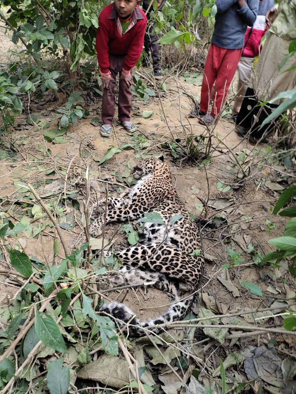 Leopard found dead in Mulsam forest
