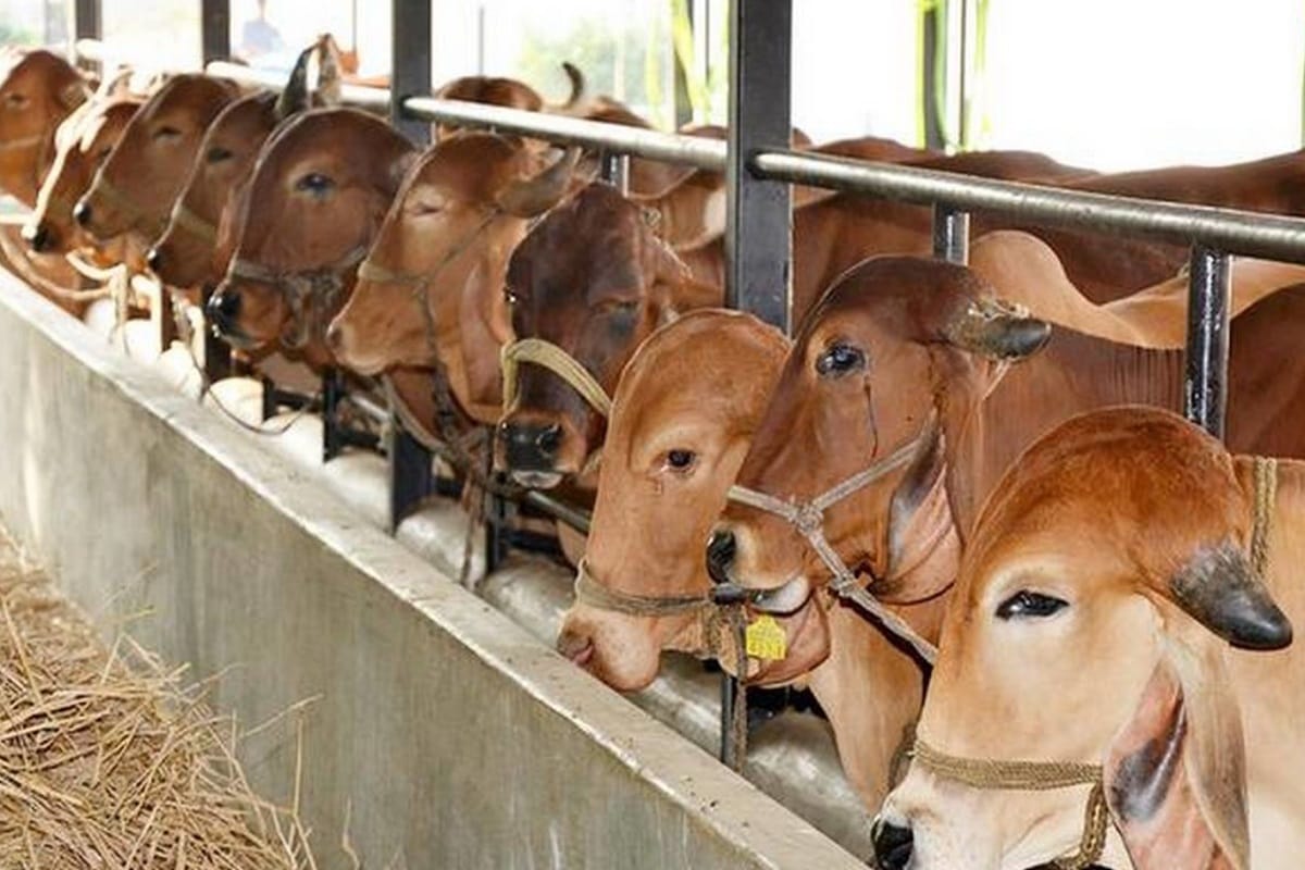 Meerut News: Mahant Hari Om Shukla said, Gaushala has been made prison for cow in Uttar Pradesh