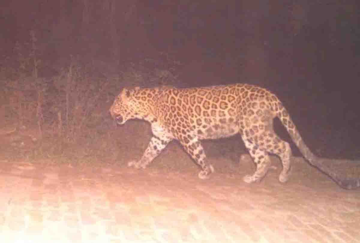 Chitrakoot: Woman injured in leopard attack