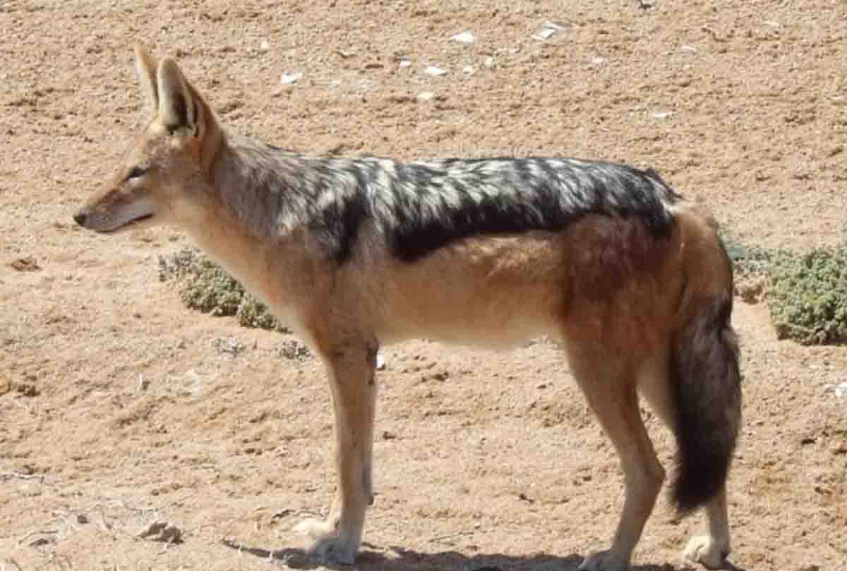old lady beat the jackal to death with a stick