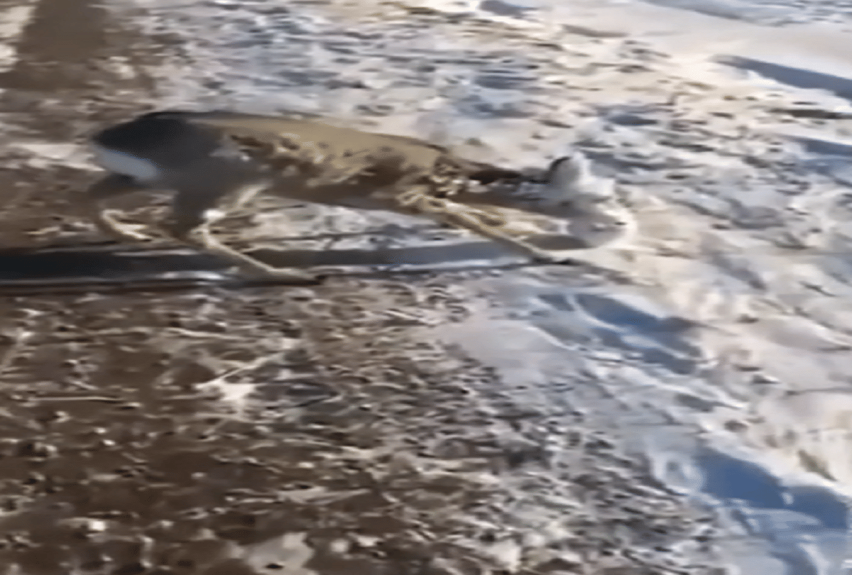 Frozen deer Video viral on social media due to -56 degree Temperature from kazakhstan