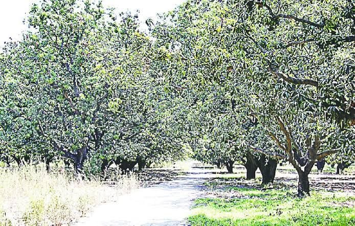 NGT strict, will not cut mango orchard in Jain farm