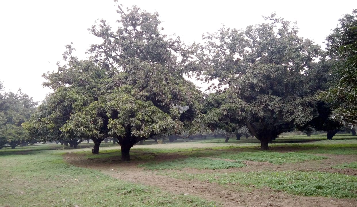 The garden's land is recorded in the ceiling in the records