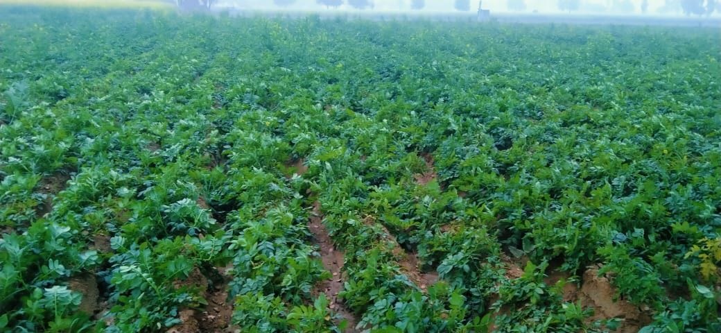 Rajesh, a farmer of Barasari, started earning extra potatoes by planting potatoes