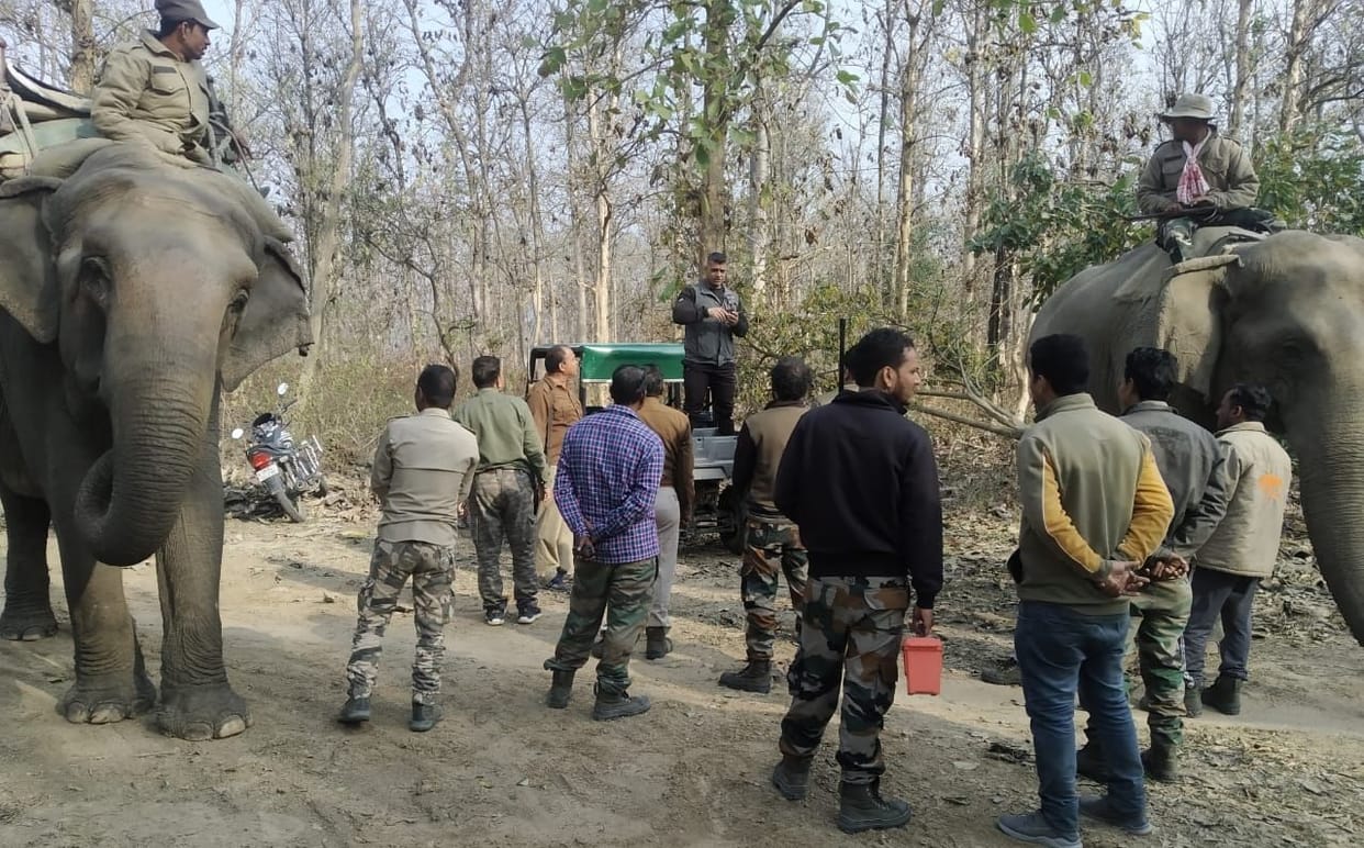 Tiger of Dhela-Fanto Zone