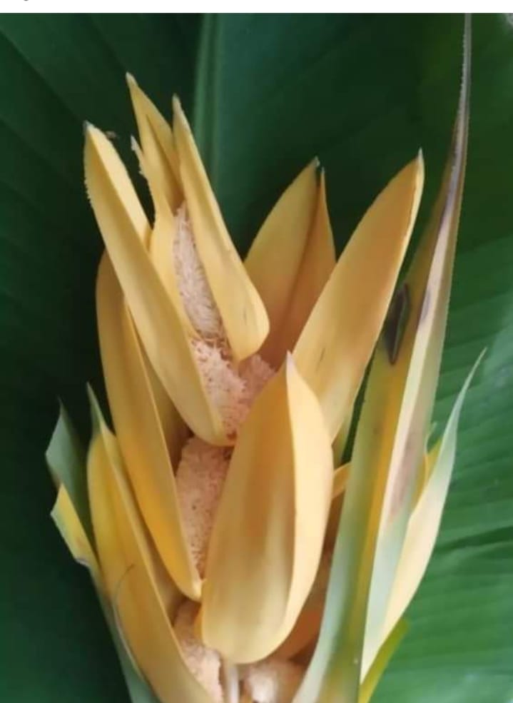 Rare Ketki flower blooms only in Mehndi Bagh of Mohammadi